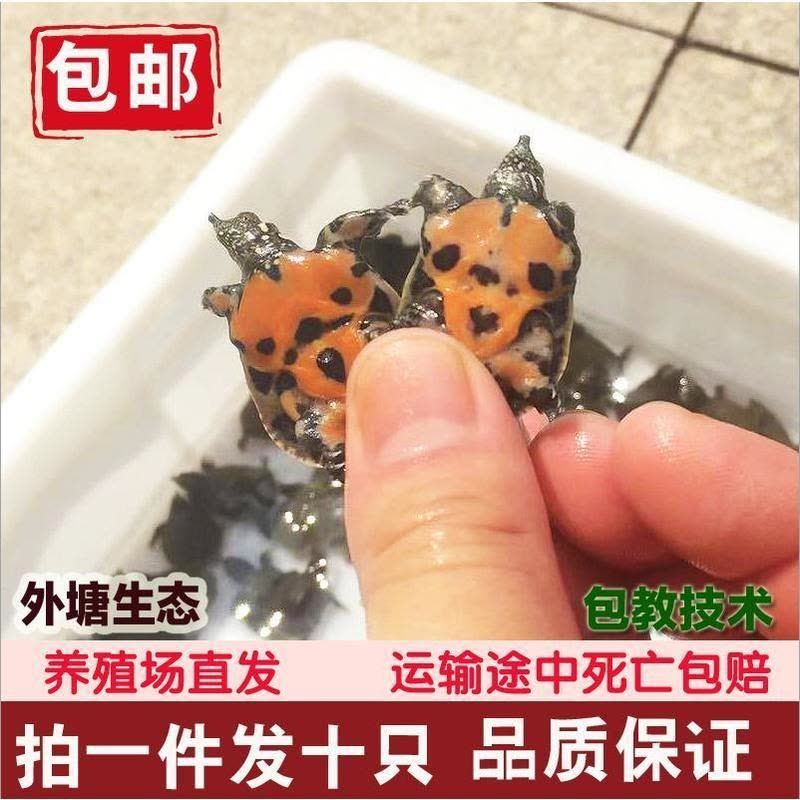 龙鱼5号使用方法?：如何正确使用龙鱼5号？ 水族问答