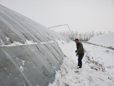 冬季雪龙鱼保温技巧：冬季雪龙鱼保温技巧，雪龙鱼换水最佳时机， 龙鱼百科 第1张