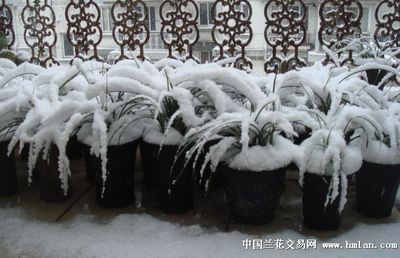 冬季雪龙鱼保温技巧：冬季雪龙鱼保温技巧，雪龙鱼换水最佳时机， 龙鱼百科 第5张