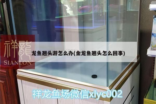 龙鱼翘头游怎么回事：龙鱼翘头游可能由多种因素引起， 龙鱼百科 第2张