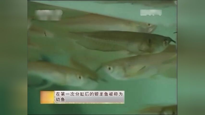 银龙鱼幼鱼疾病预防措施：银龙鱼一般能活多久 龙鱼百科 第3张