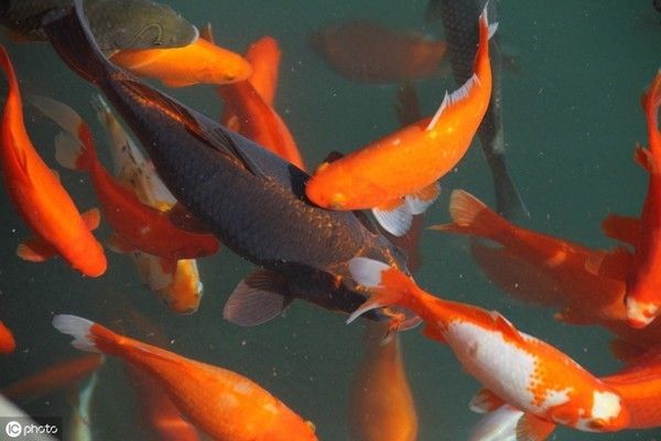 龙鱼喂食时间：龙鱼喂食时间的选择对它们的生长和健康有重要影响 龙鱼百科 第2张