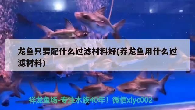 龙鱼只要配什么过滤材料好养：养殖龙鱼时，如何选择合适的过滤材料 龙鱼百科 第2张