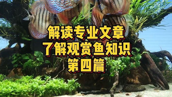 龙鱼摆放位置风水好吗：龙鱼在风水中有什么讲究？ 水族问答 第1张