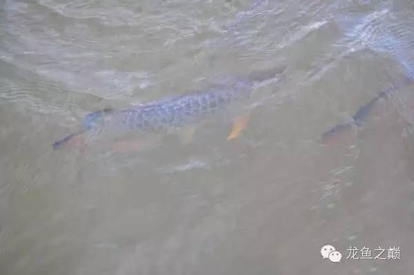 龙鱼在原产地是食用鱼吗图片：龙鱼在原产地主要是食用鱼，而非食用鱼， 龙鱼百科 第3张