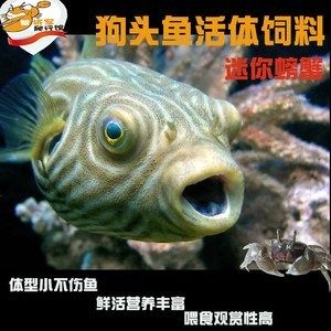 龙鱼报价表：水族箱中常见的观赏鱼龙鱼报价表，龙鱼的价格是多少 水族问答 第1张