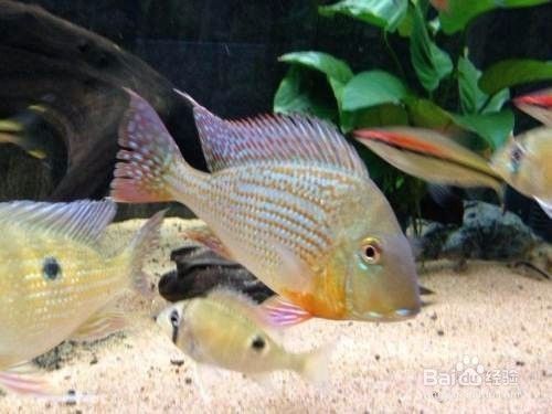 龙鱼抱卵症状：关于龙鱼抱卵期的问题 水族问答 第2张