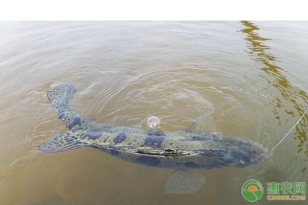 龙鱼被吃了：关于养殖龙鱼的疑问 水族问答 第1张