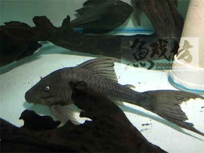 龙鱼底砂推荐品牌：疯狂水草底砂适用森森品牌水族用品评价尼特利netlea品牌 龙鱼百科 第5张