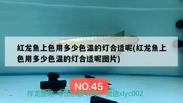 红龙鱼用多少色温的灯合适呢：关于红龙鱼使用灯光的问题 龙鱼百科 第1张