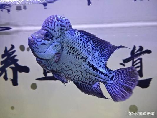 龙鱼壁纸：安装龙鱼壁纸的注意事项 水族问答 第2张