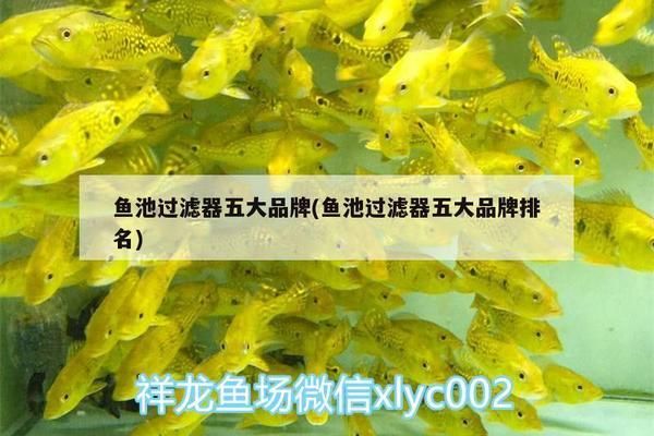 龙鱼滤材哪个牌子好用又便宜耐用：龙鱼滤材哪个牌子好用 龙鱼百科 第3张