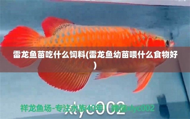 雷龙鱼苗饲料推荐：德彩上浮性饲料是一款被推荐用于雷龙鱼苗的饲料的优点 龙鱼百科 第1张