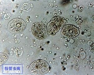 龙鱼不爱吃泥鳅怎么回事：如何判断龙鱼是否真的对泥鳅没兴趣？ 水族问答 第2张