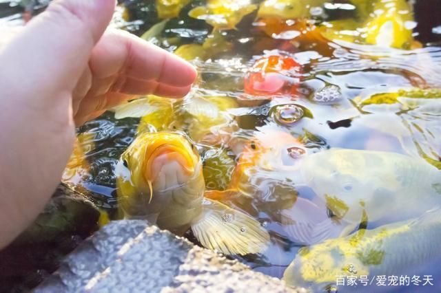 龙鱼不爱吃食是怎么回事：为什么龙鱼不爱吃食物？ 水族问答 第1张