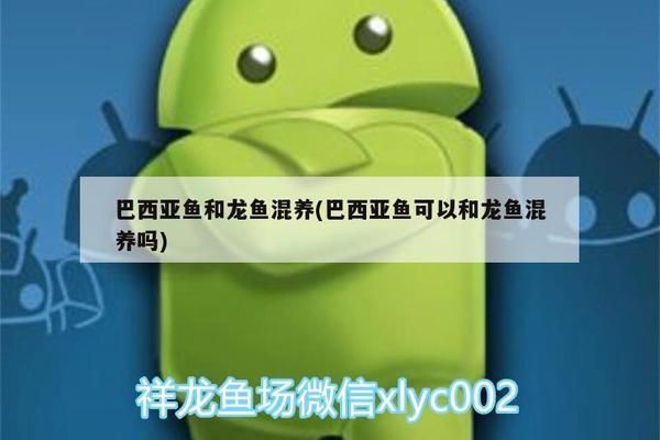 龙鱼和巴西亚：如何预防龙鱼与巴西亚争斗 龙鱼百科 第5张