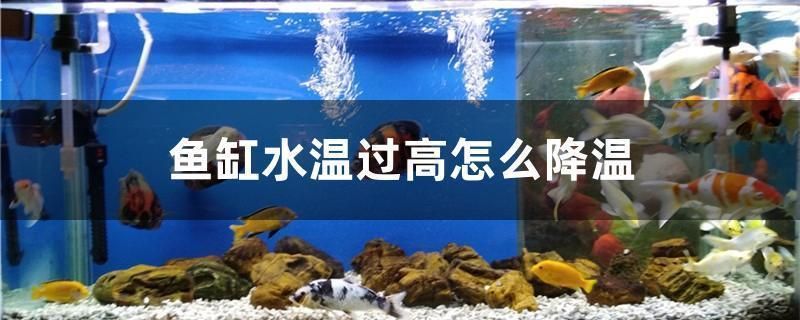 龙鱼鱼缸温度高怎么降温：夏季养龙鱼注意事项,鱼缸防晒措施有哪些 龙鱼百科 第3张