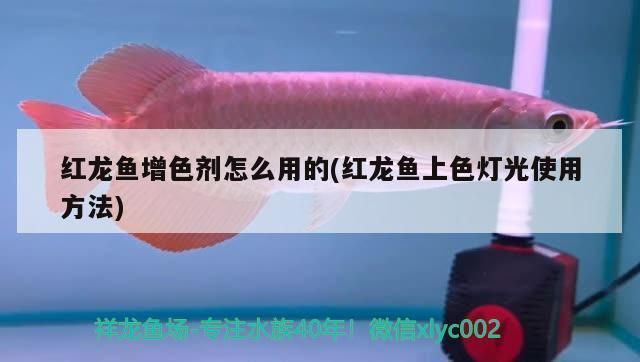 龙鱼增色灯怎么用的视频：i7plus龙鱼增色灯使用技巧 龙鱼百科 第5张