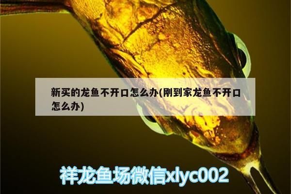 龙鱼不开口吃食怎么办vs祥龙鱼场：龙鱼不开口吃食可能由多种因素引起龙鱼食欲不振 vs祥龙鱼场 第2张