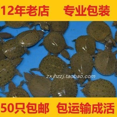 龙鱼饲料哪种好：仟湖ofg2龙鱼饲料自制龙鱼饲料自制龙鱼饲料 龙鱼百科 第5张