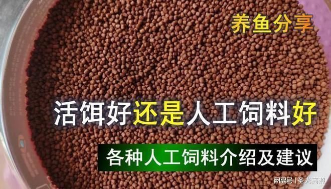 金龙鱼突然不吃小鱼了vs祥龙鱼场：金龙鱼突然不吃小鱼的原因 vs祥龙鱼场 第5张