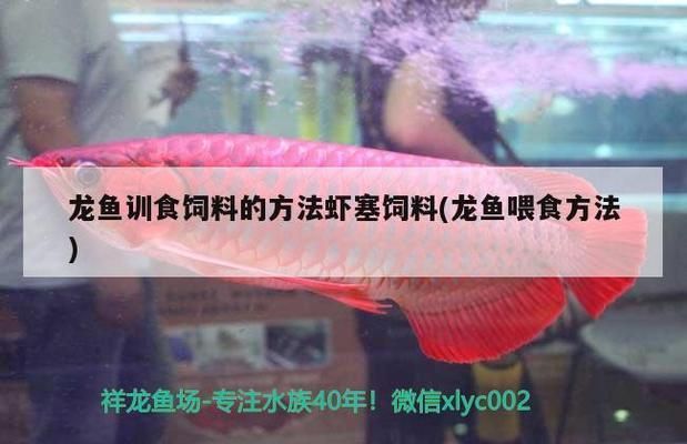 龙鱼训食教学反思简短版：龙鱼训食失败案例分析