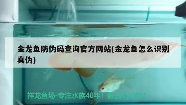 龙鱼查询真伪怎么查vs祥龙鱼场：祥龙鱼场龙鱼真伪查询方法，龙鱼真伪查询方法适用于大多数情况