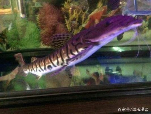 龙鱼能和鲨鱼一起养吗：如何判断龙鱼是否受惊,水族箱混养鱼类的注意事项 龙鱼百科 第1张