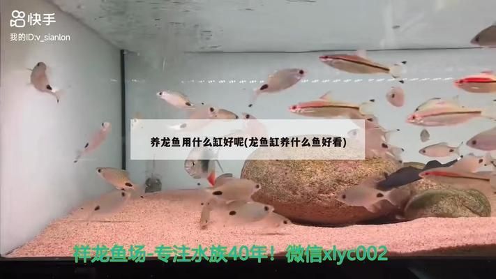 龙鱼缸养什么鱼好看vs祥龙鱼场：龙鱼缸搭配水草造景技巧，如何选择健康的龙鱼苗 vs祥龙鱼场 第2张