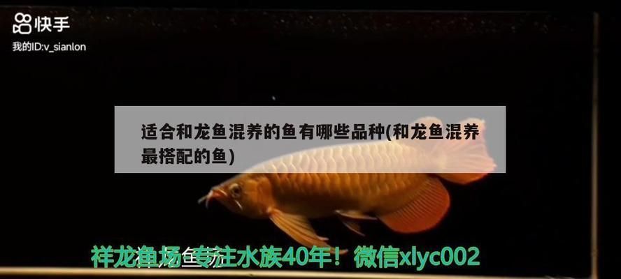 龙鱼缸养什么鱼好看vs祥龙鱼场：龙鱼缸搭配水草造景技巧，如何选择健康的龙鱼苗 vs祥龙鱼场 第5张