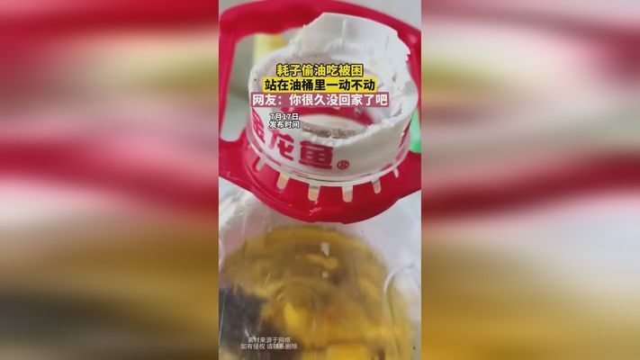 六角龙鱼吃啥饲料vs祥龙鱼场：六角龙鱼饲料品牌推荐 vs祥龙鱼场 第5张