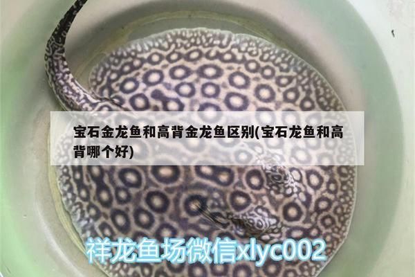 龙鱼过背和高背哪个好：过背金龙鱼和高背金龙鱼的区别 龙鱼百科 第3张