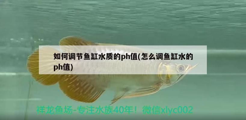 龙鱼缸ph值怎么调节vs祥龙鱼场：如何根据祥龙鱼场的指导，调整龙鱼缸的ph值 vs祥龙鱼场 第4张