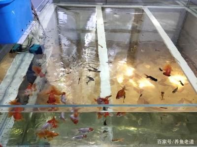 红圆点狗头鱼与鹦鹉鱼混养效果：红圆点狗头鱼与鹦鹉鱼混养的效果如何 龙鱼百科 第2张