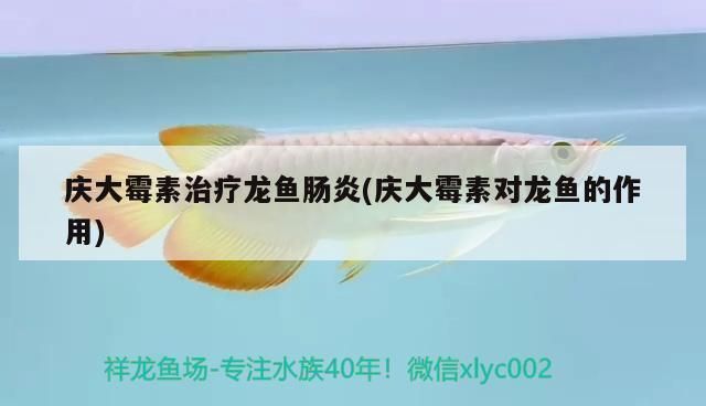 龙鱼可以用庆大霉素吗：关于龙鱼使用庆大霉素的详细信息 龙鱼百科 第4张