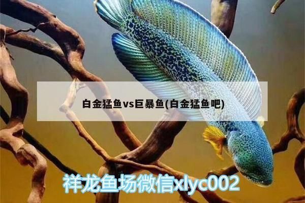 金龙鱼怎么检疫vs祥龙鱼场：金龙鱼与祥龙鱼场对比 vs祥龙鱼场 第5张