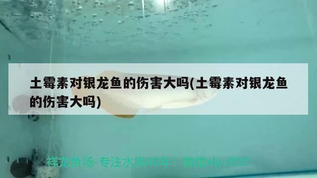 金龙鱼炸鳞用土霉素可以吗vs祥龙鱼场：金龙鱼炸鳞可以用土霉素治疗金龙鱼的炸鳞治疗方法 vs祥龙鱼场 第5张