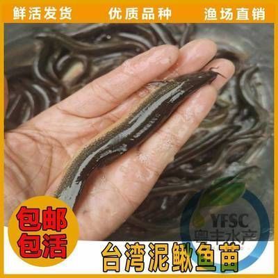 龙鱼吃了自己的鳞片怎么办vs祥龙鱼场：龙鱼吃掉自己的鳞片