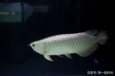 龙鱼最佳饲养水温设定：夏季龙鱼养殖降温技巧，冬季龙鱼保温方法，不同品种龙鱼水温偏好 龙鱼百科 第2张