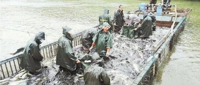 龙鱼不吃食是怎么回事：龙鱼不吃食可能是多种原因造成的，水族专家或兽医获取帮助 水族问答 第2张