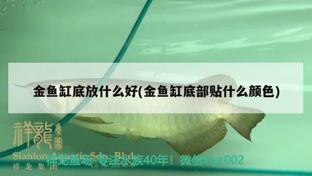 龙鱼缸底用什么颜色vs祥龙鱼场：龙鱼缸底颜色选择技巧 vs祥龙鱼场 第4张