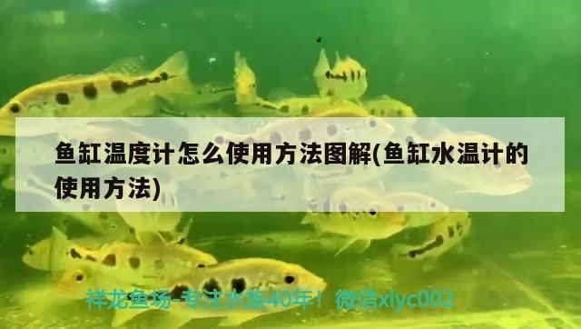 龙鱼缸温度计怎么用vs祥龙鱼场：祥龙鱼场龙鱼缸温度计的使用方法 vs祥龙鱼场 第1张