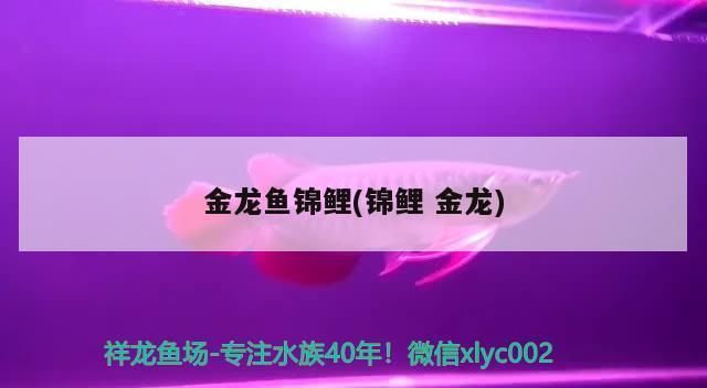 金龙鱼宠物vs祥龙鱼场：金龙鱼宠物和祥龙鱼场口碑评价祥龙鱼场售后服务 vs祥龙鱼场 第2张