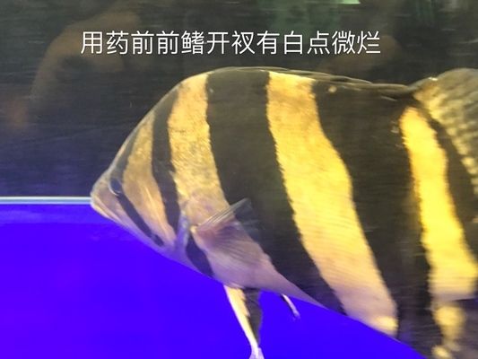 大白片治疗龙鱼外寄吗vs祥龙鱼场：大白片对龙鱼安全吗，祥龙鱼场评价如何 vs祥龙鱼场 第4张