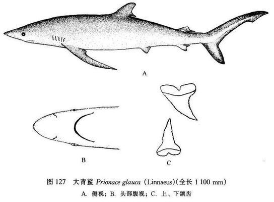 龙鱼不吃饲料只吃活：为什么龙鱼不吃饲料却偏爱活物？ 水族问答 第1张