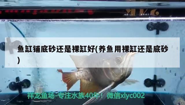 龙鱼28度养还是30度养vs祥龙鱼场：祥龙鱼场的龙鱼养殖水温控制技巧 vs祥龙鱼场 第1张