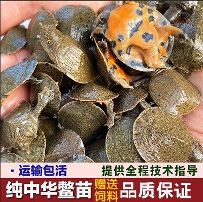 小甲鱼喂龙鱼前需要检疫吗：小甲鱼喂龙鱼前是否需要检疫？