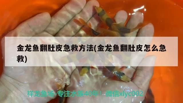 龙鱼翻过来游能救吗：龙鱼翻肚急救成功率 龙鱼百科 第4张