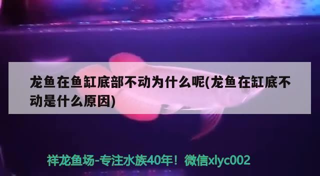 金龙鱼在鱼缸底下趴着不动是为什么vs祥龙鱼场：金龙鱼在鱼缸底下趴着不动的原因 vs祥龙鱼场 第2张