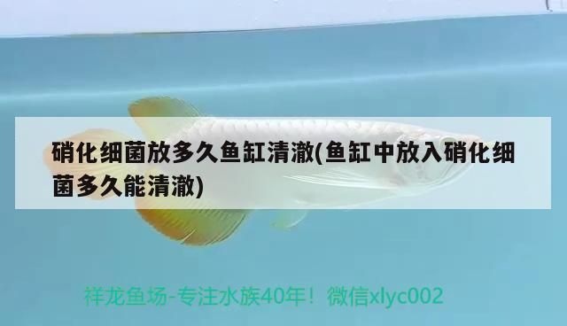 金龙鱼用什么硝化细菌vs祥龙鱼场：探讨金龙鱼与祥龙鱼场的硝化细菌使用 vs祥龙鱼场 第1张